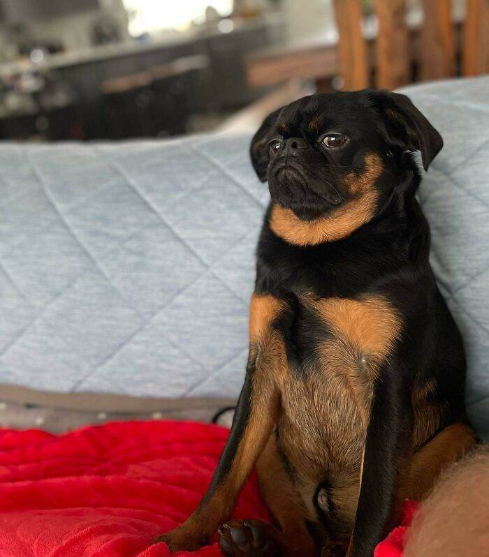 30 Funny Skeptical Animals To Brighten Your Day