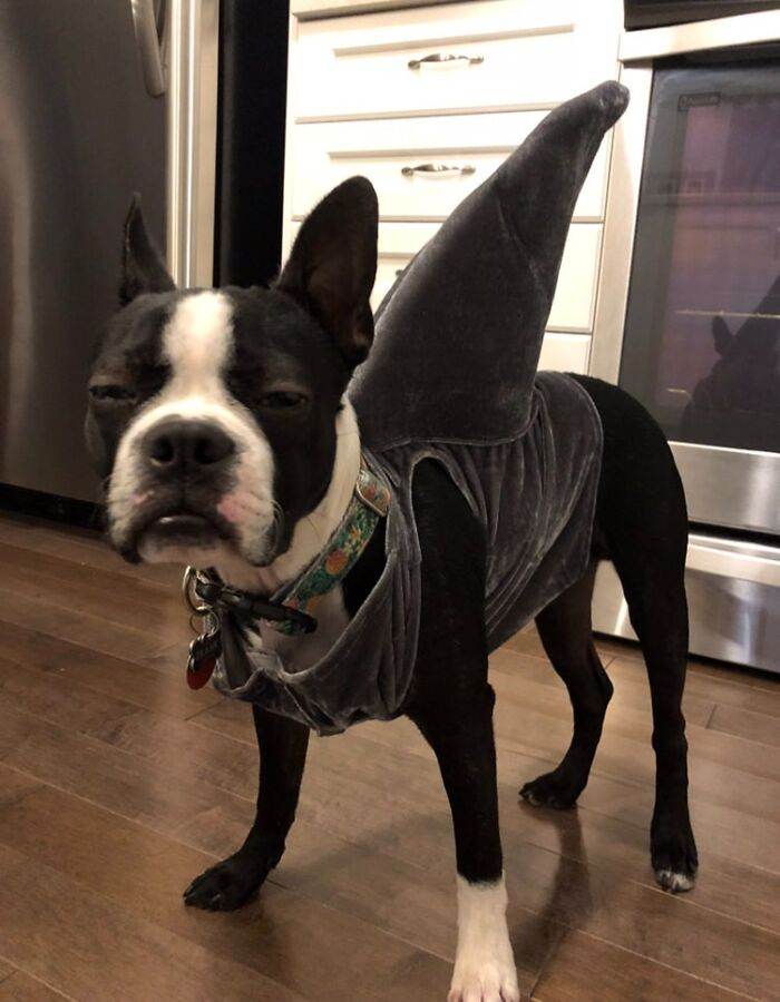 30 Funny Skeptical Animals To Improve Your Day