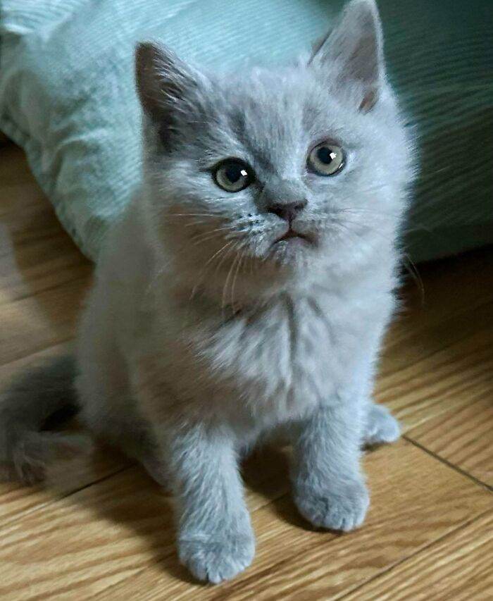6475F16B730A3 Adopted Pets May