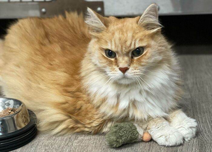 30 Of The Most Heartwarming Pics Of Happily Adopted Pets