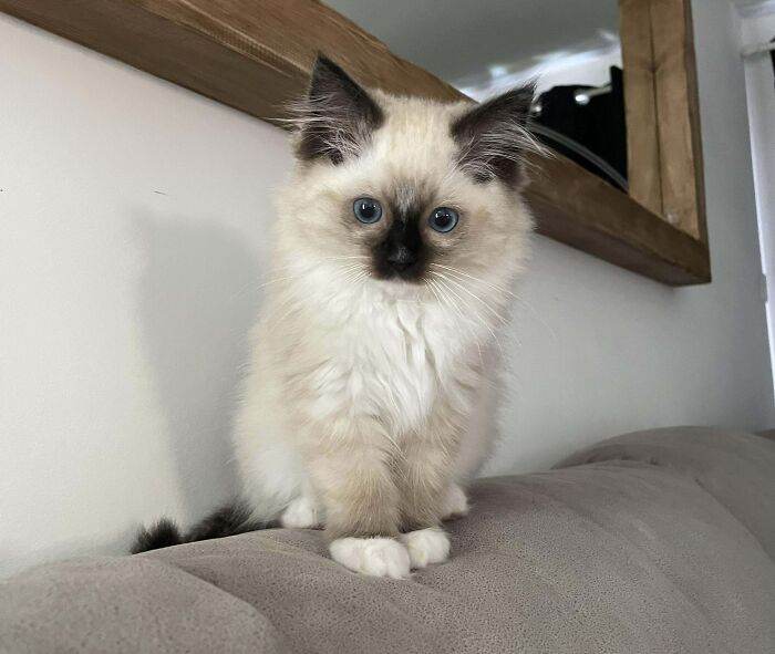 647605818Fc79 Adopted Pets May
