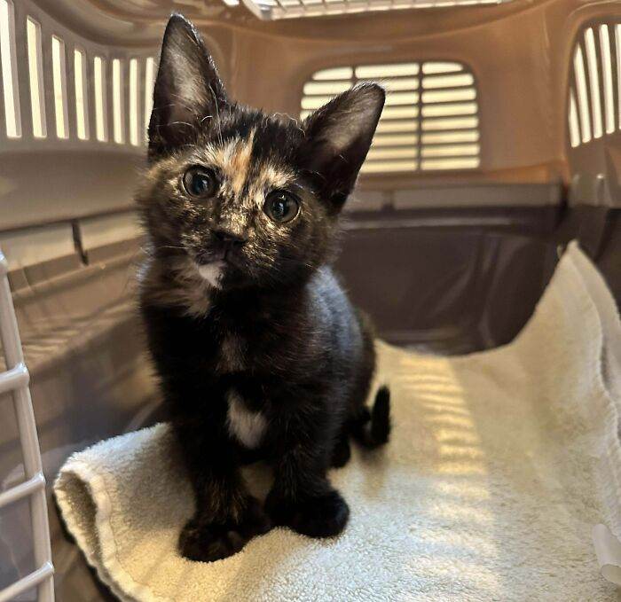 30 Of The Most Heartwarming Pics Of Happily Adopted Pets