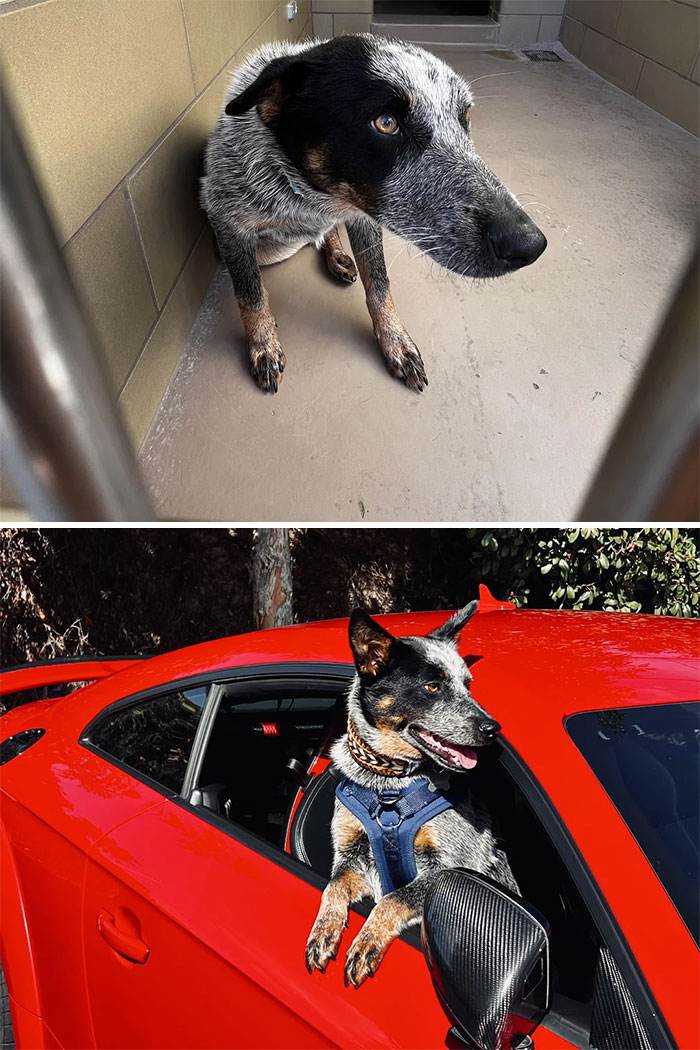 30 Absolutely Adorable Before And After Pics Of Adopted Dogs