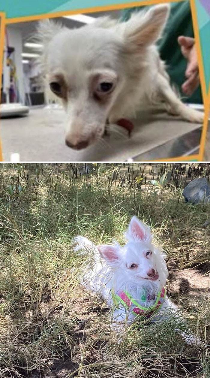 Before After Adoption Rescued Dogs Pictures 10 6465F6D64E2D4 700
