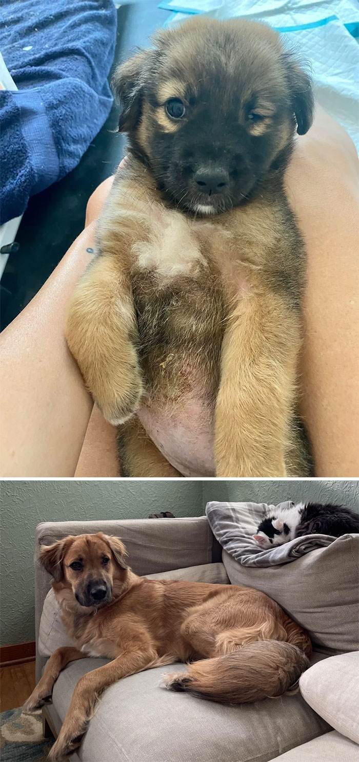 Before After Adoption Rescued Dogs Pictures 11 6466060Ecad92 700