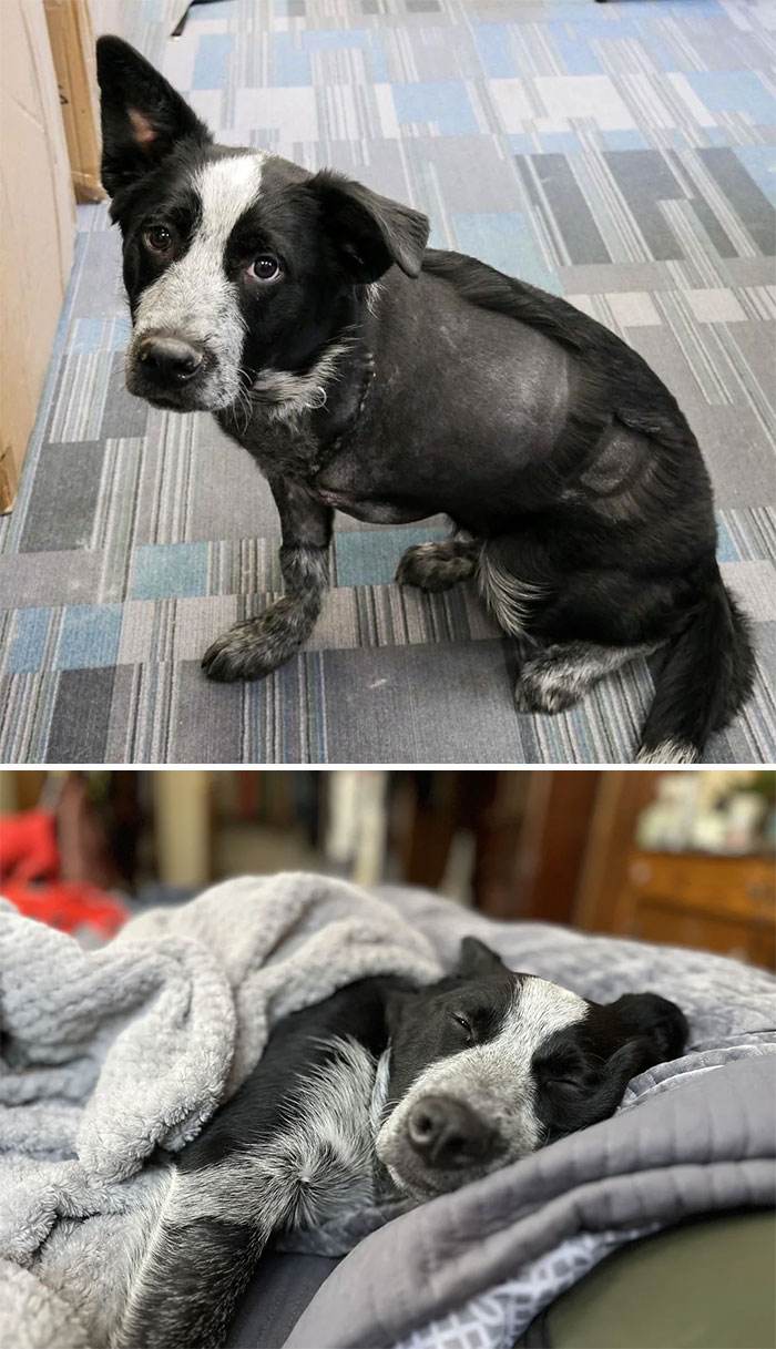 Before After Adoption Rescued Dogs Pictures 12 6466066F878D3 700