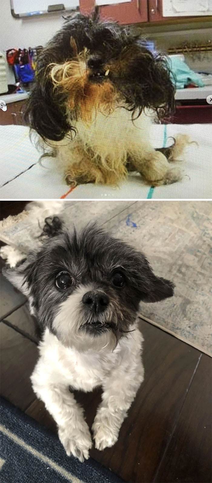 Before After Adoption Rescued Dogs Pictures 13 646606E653221 700