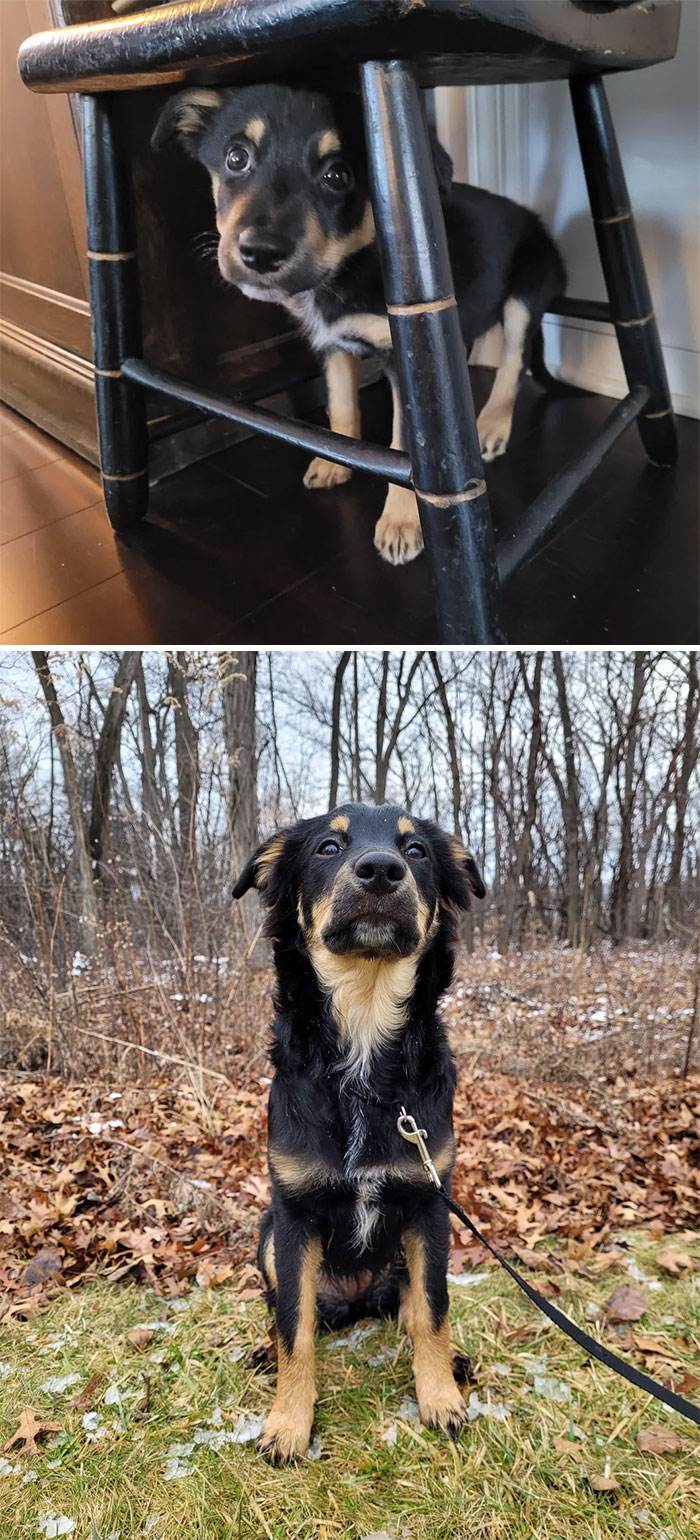 Before After Adoption Rescued Dogs Pictures 16 6466087F497F8 700