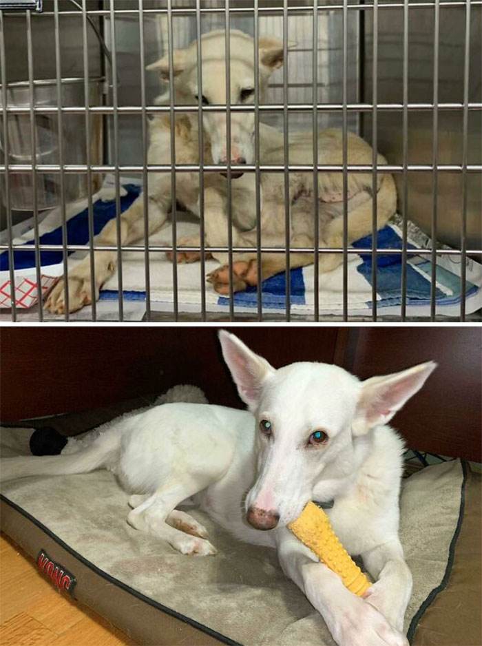 Before After Adoption Rescued Dogs Pictures 18 6466094814A85 700