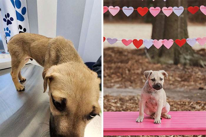 Before After Adoption Rescued Dogs Pictures 2 6465F34E71Ea1 700