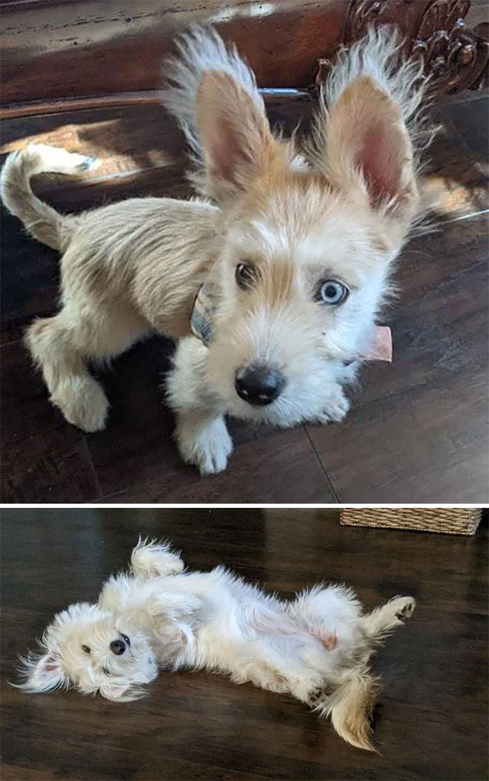Before After Adoption Rescued Dogs Pictures 20 64660A5D7C8A6 700