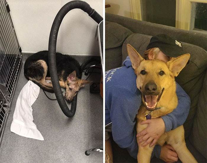 30 Absolutely Adorable Before And After Pics Of Adopted Dogs