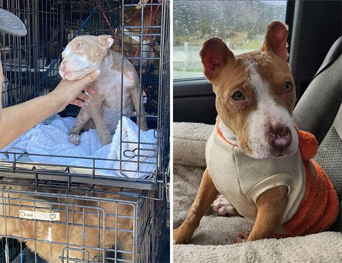 Before After Adoption Rescued Dogs Pictures 23 64660C3Dd1Cc4 700
