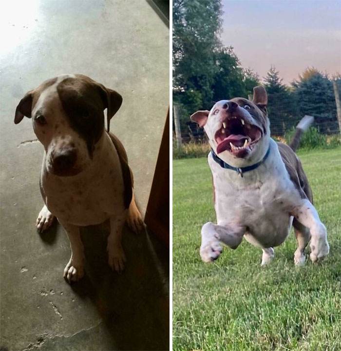Before After Adoption Rescued Dogs Pictures 25 64660D5367E26 700