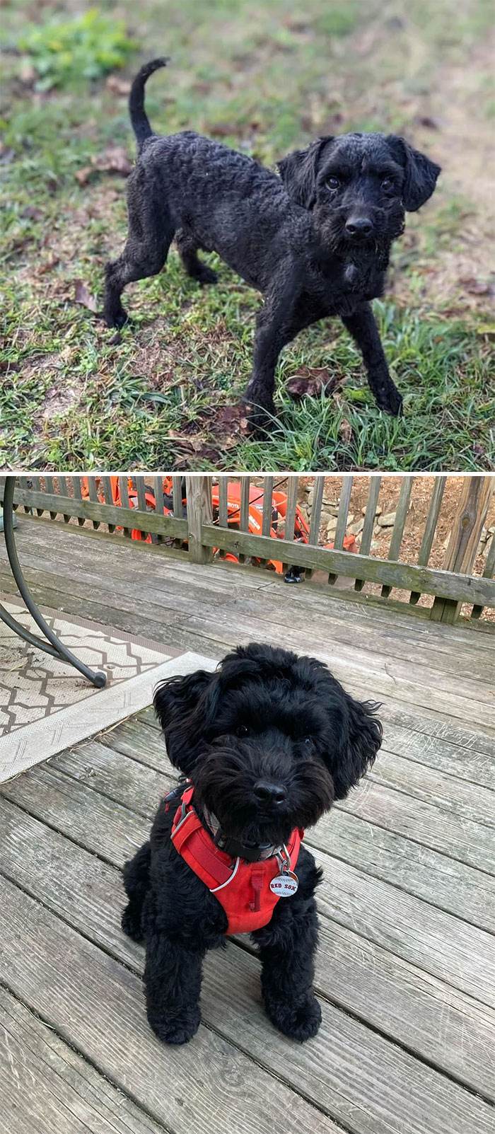 Before After Adoption Rescued Dogs Pictures 26 64660Dbc34339 700