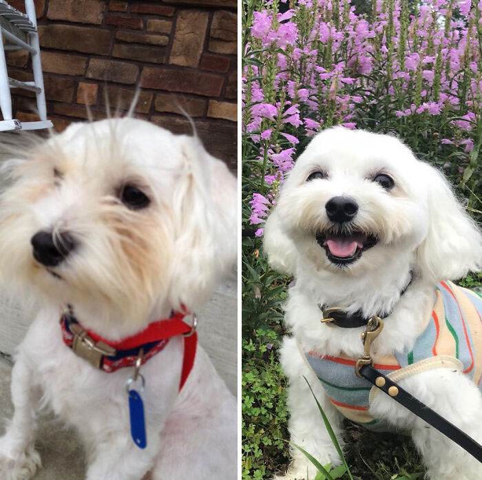 Before After Adoption Rescued Dogs Pictures 29 64660F0736C7B 700