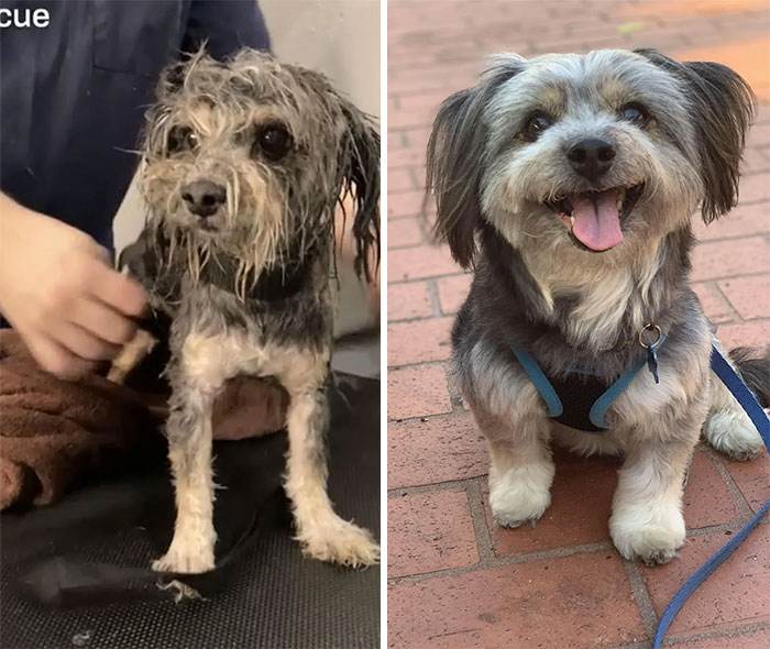 Before After Adoption Rescued Dogs Pictures 32 6466147Cd6E7D 700