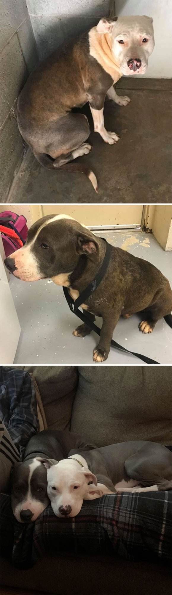 Before After Adoption Rescued Dogs Pictures 33 646615508A672 700