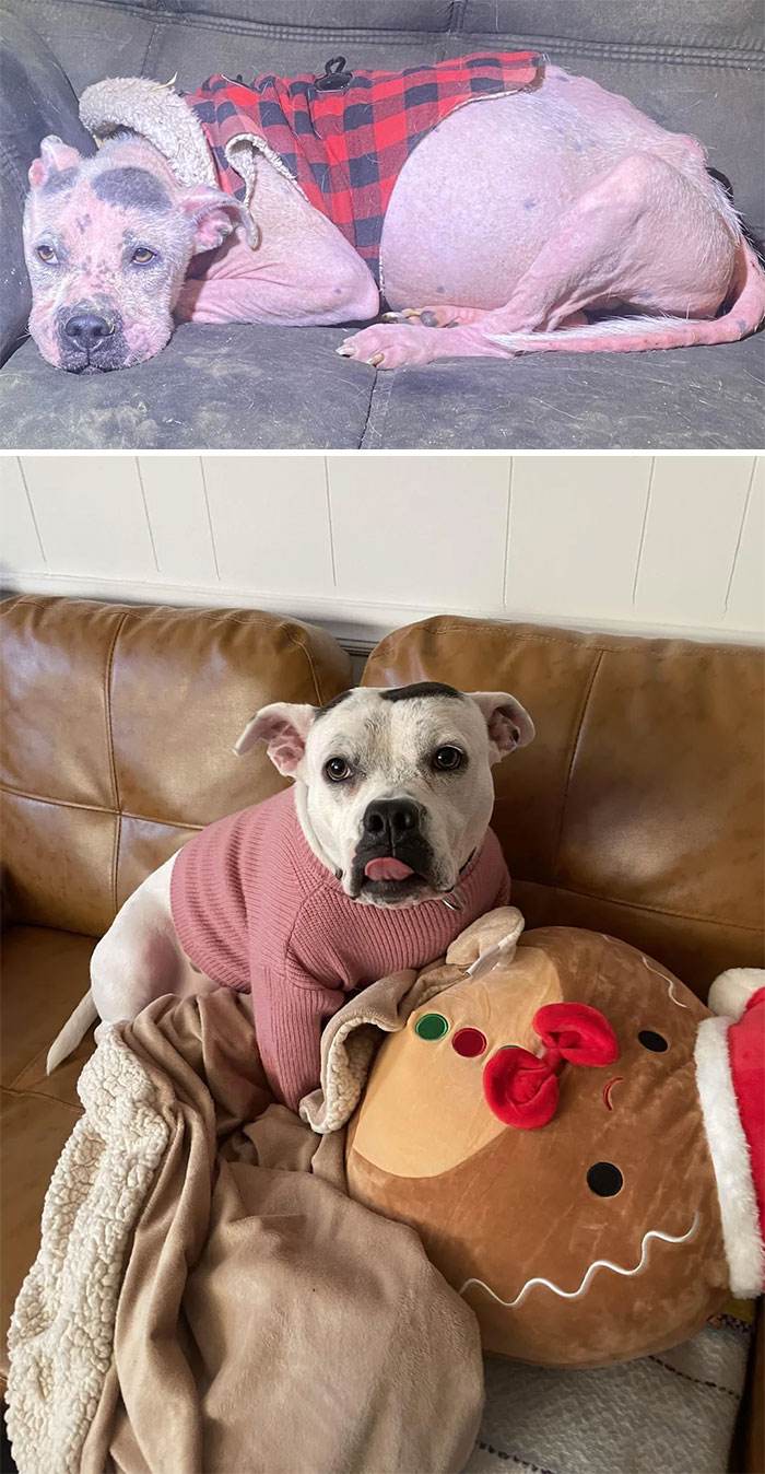 Before After Adoption Rescued Dogs Pictures 37 646618450C8Ea 700