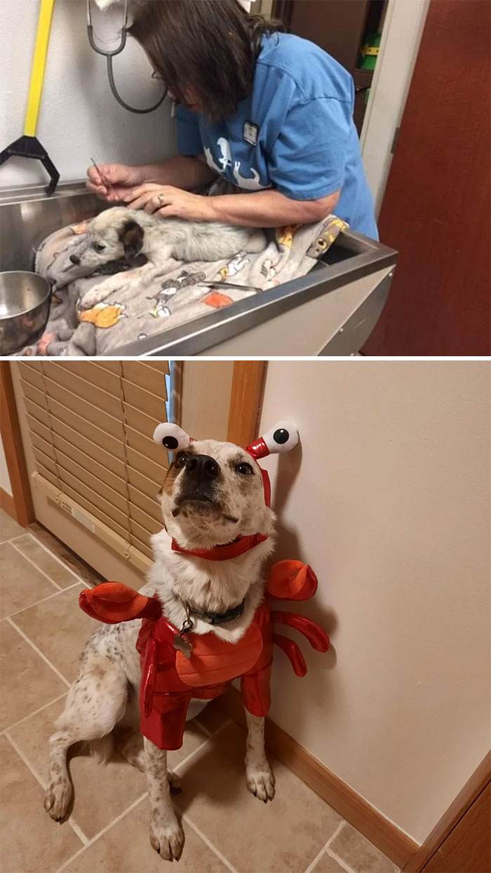 Before After Adoption Rescued Dogs Pictures 39 646619D191032 700