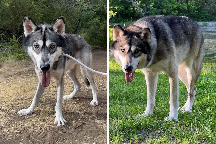 30 Absolutely Adorable Before And After Pics Of Adopted Dogs