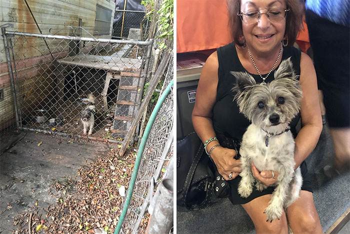 Before After Adoption Rescued Dogs Pictures 40 64661C670F2C4 700