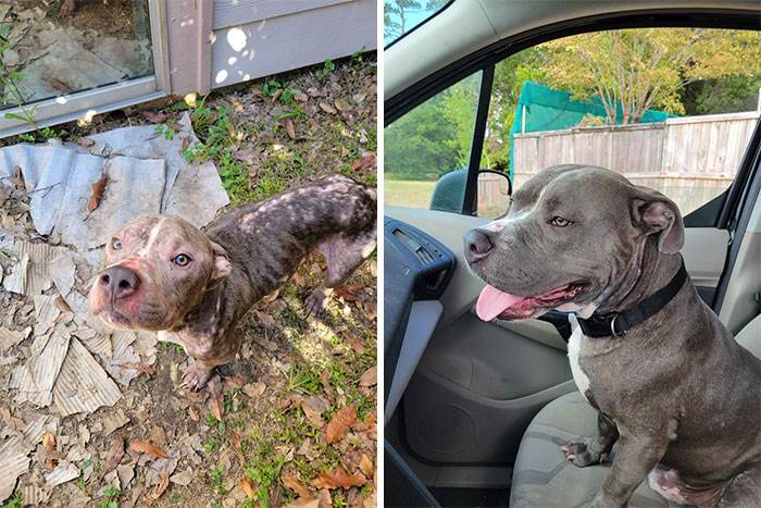 30 Absolutely Adorable Before And After Pics Of Adopted Dogs