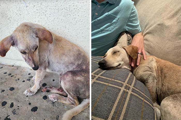 Before After Adoption Rescued Dogs Pictures 44 64661F86E6Bc3 700