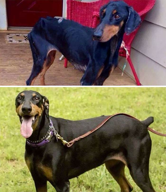 30 Absolutely Adorable Before And After Pics Of Adopted Dogs