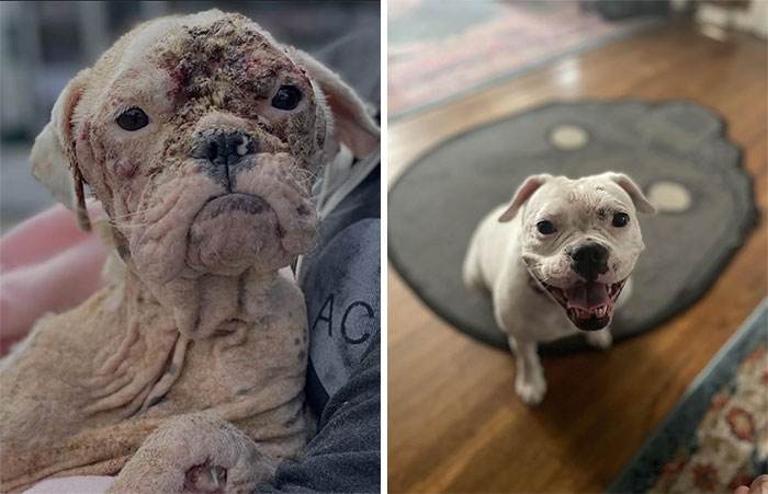 Before After Adoption Rescued Dogs Pictures 51 646623C6F2F69 700