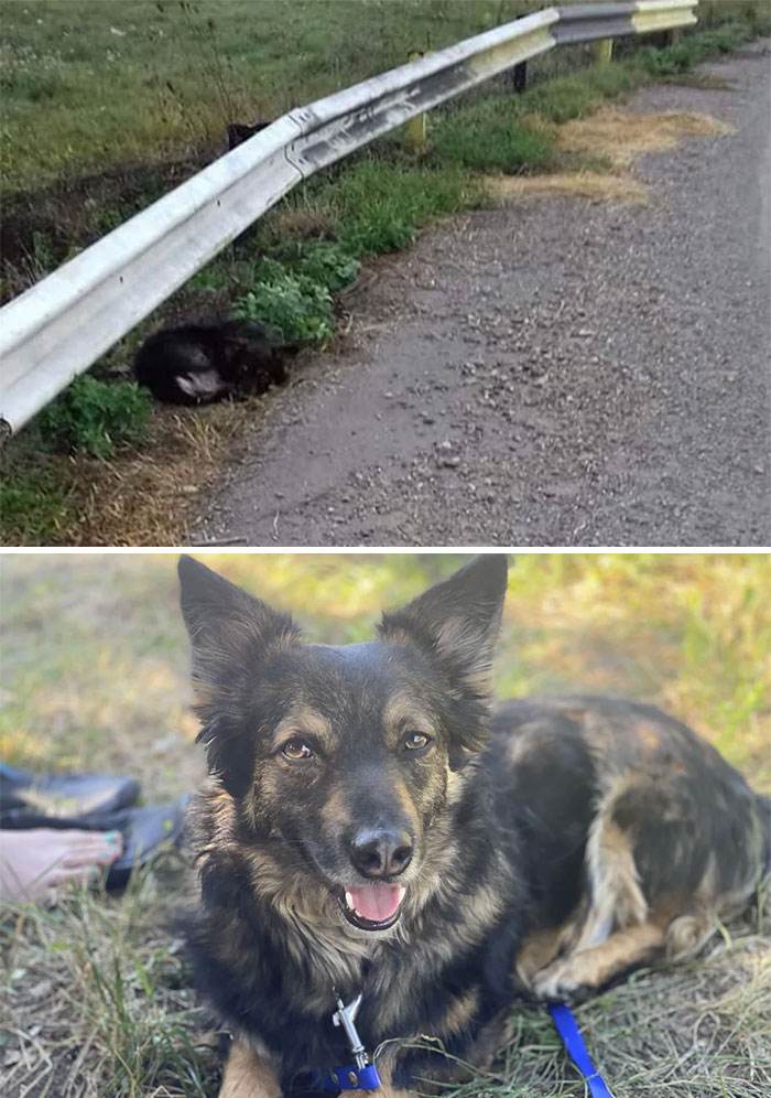 Before After Adoption Rescued Dogs Pictures 54 6466263354A6F 700