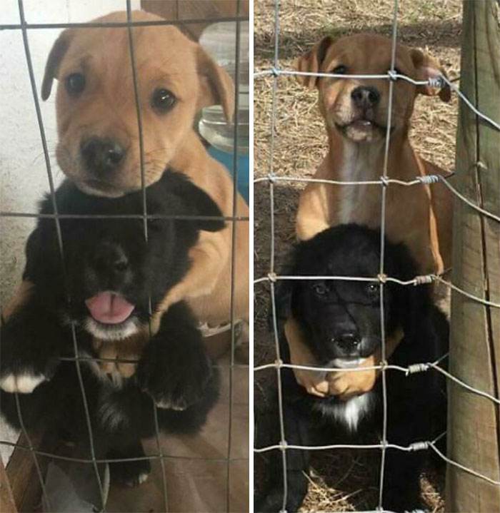 Before After Adoption Rescued Dogs Pictures 57 646627D66Efa2 700
