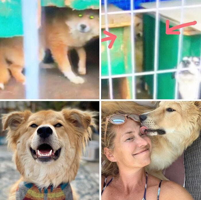 Before After Adoption Rescued Dogs Pictures 63 64662B321409A 700