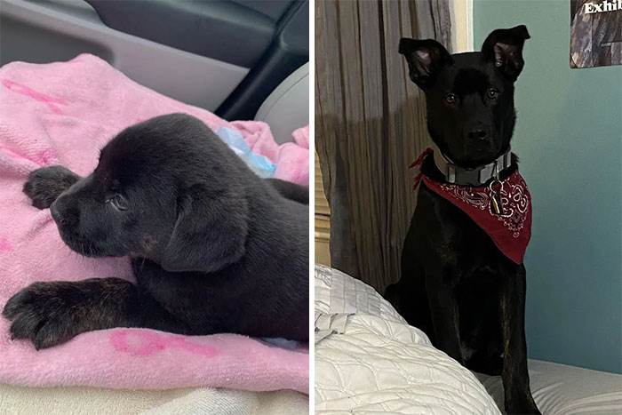 Before After Adoption Rescued Dogs Pictures 7 6465F5A140153 700
