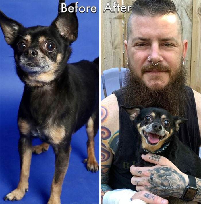 Before After Adoption Rescued Dogs Pictures 8 6465F604079D5 700