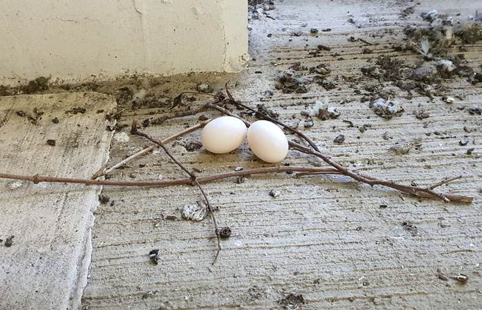 30 Adorable Pictures Of Nests In The Most Random Places