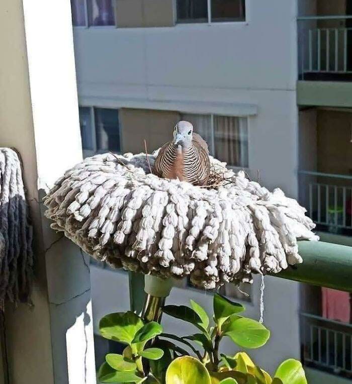 Funny Bird Nests Unusual Places 2 64663Bb887674 700