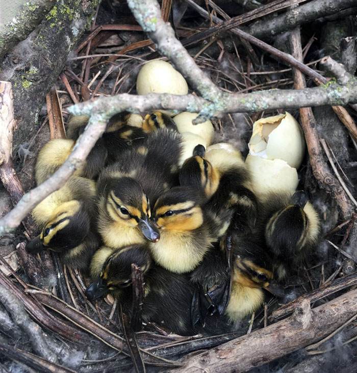 Funny Bird Nests Unusual Places 89 644A67D3E8B90 700