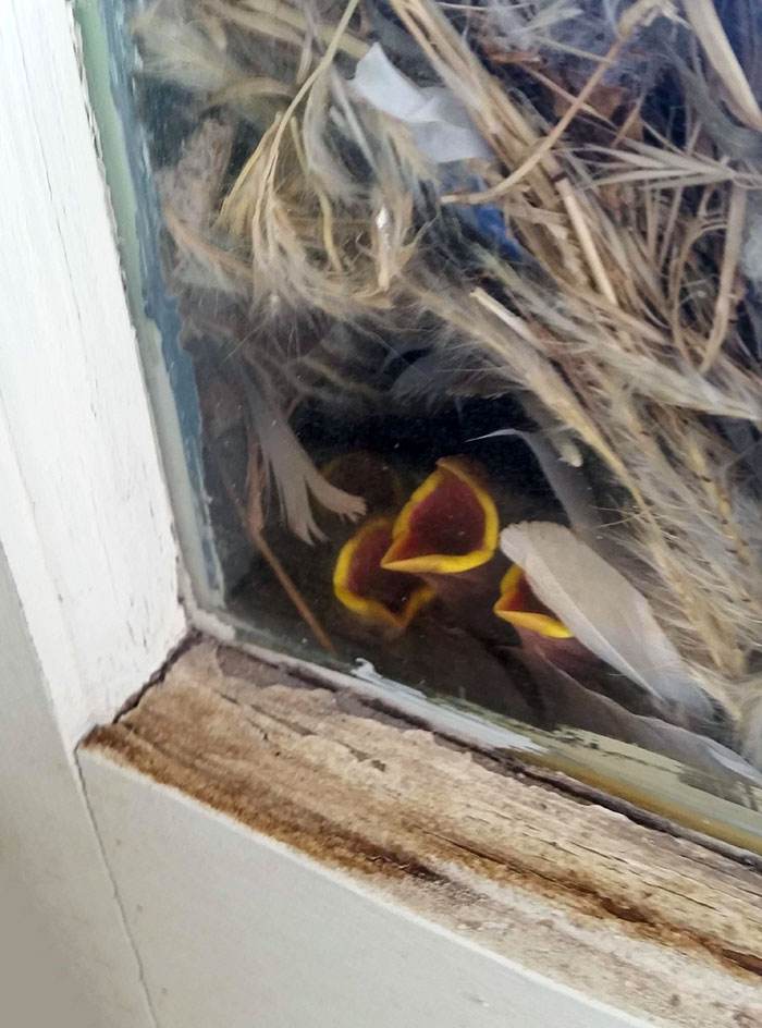 Funny Bird Nests Unusual Places 98 644A653D8A45D 700