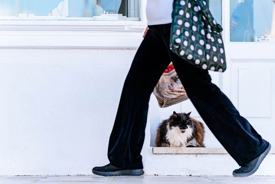 30 Beautiful Cats That Live On A Breathtaking Greek Island