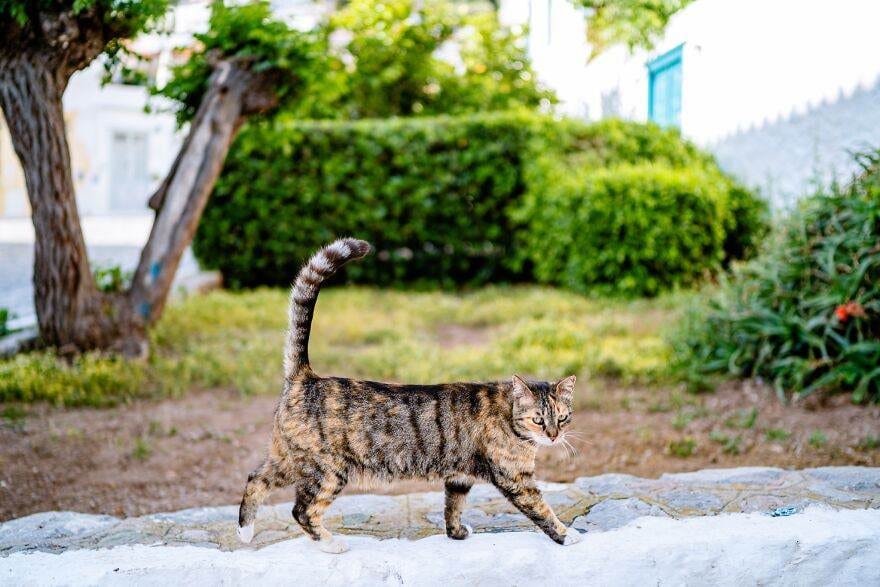 Hydracats Laurentiunica 10 645C90Ce0E16A 880