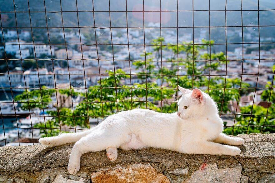 Hydracats Laurentiunica 11 645C90D21Cbe1 880