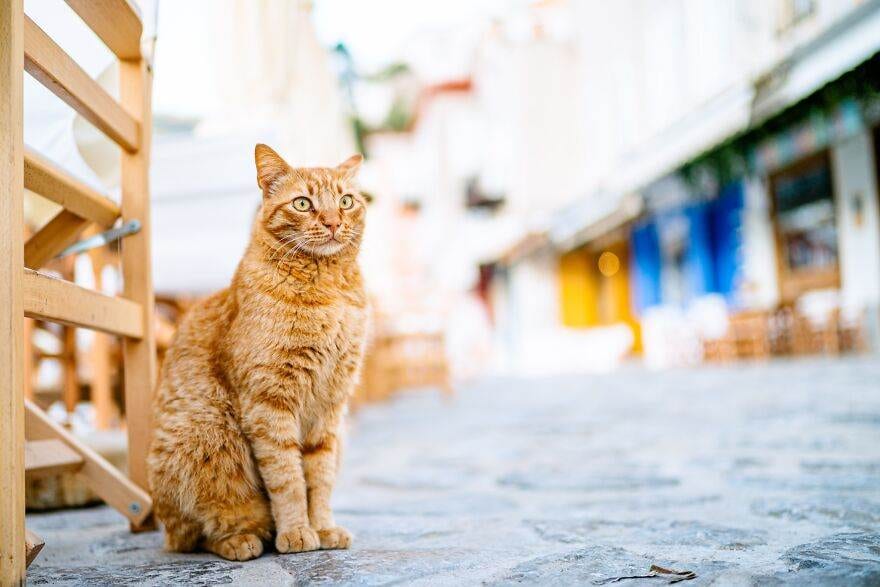 Hydracats Laurentiunica 13 645C90D91D741 880