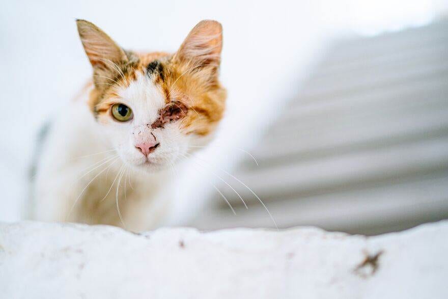 30 Beautiful Cats That Live On A Breathtaking Greek Island