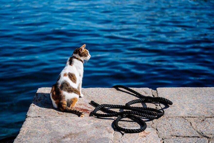 Hydracats Laurentiunica 2 645C90Ae9102A 880