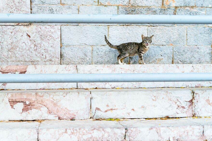 30 Beautiful Cats That Live On A Breathtaking Greek Island