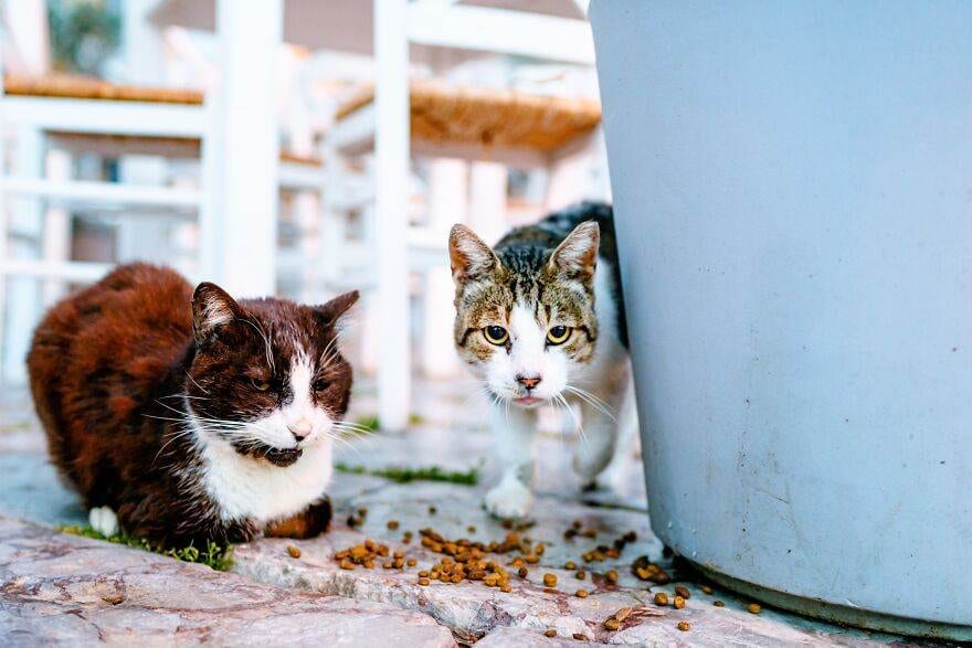 Hydracats Laurentiunica 24 645C910163647 880