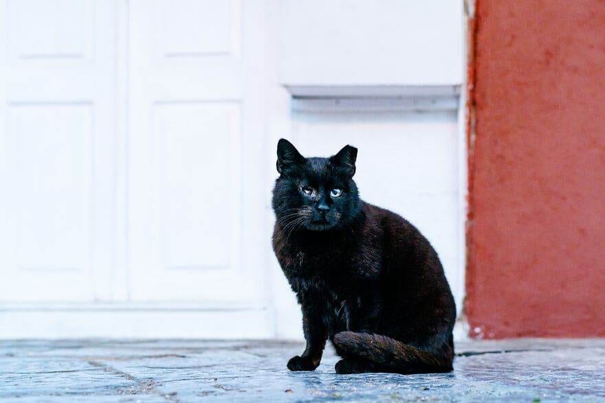 Hydracats Laurentiunica 25 645C91057A087 880