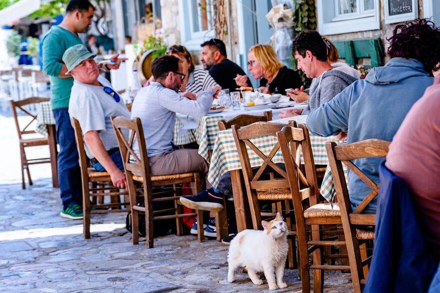 30 Beautiful Cats That Live On A Breathtaking Greek Island