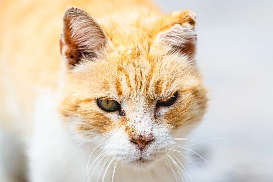 Hydracats Laurentiunica 28 645C911303774 880